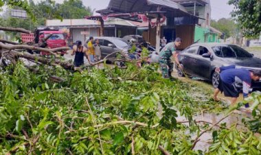 Respon Cepat Anggota Koramil 0102/Cadasari, Bantu Evakuasi Pohon Tumbang