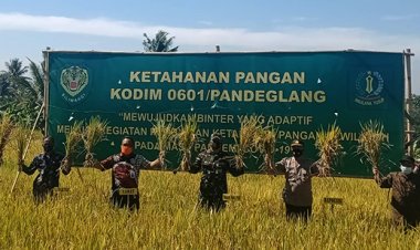 Tingkatkan Ketahanan Pangan Dandim 0601/Pandeglang Lakukan Panen Raya di Desa Batubantar