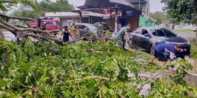 Respon Cepat Anggota Koramil 0102/Cadasari, Bantu Evakuasi Pohon Tumbang