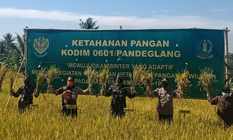 Tingkatkan Ketahanan Pangan Dandim 0601/Pandeglang Lakukan Panen Raya di Desa Batubantar