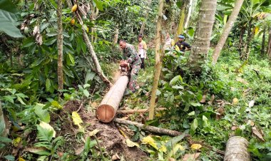 Satgas TMMD ke-126 Kodim 0601/Pandeglang Laksanakan Pemotongan Pohon untuk Bahan Bangunan RTLH