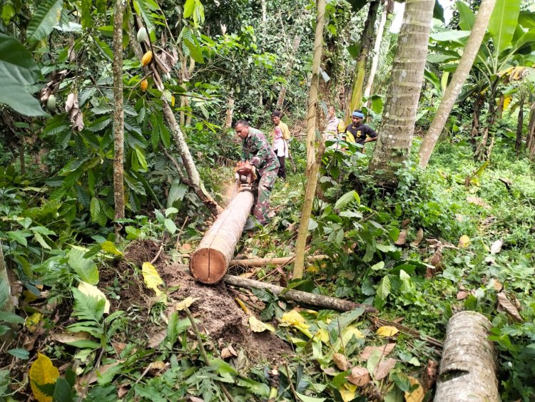 Satgas TMMD ke-126 Kodim 0601/Pandeglang Laksanakan Pemotongan Pohon untuk Bahan Bangunan RTLH