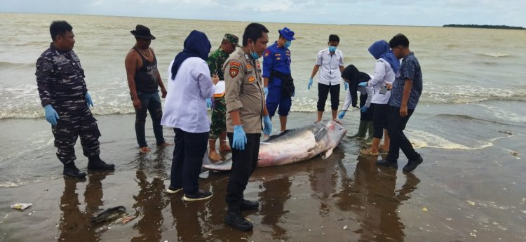 Babinsa Koramil 0111/Pagelaran Mendatangi TKP Penemuan Bangkai Hewan Diduga Jenis Paus Kogia SP di Pesisir Pantai Villa Merah, Kecamatan Pagelaran Kabupaten Pandeglang