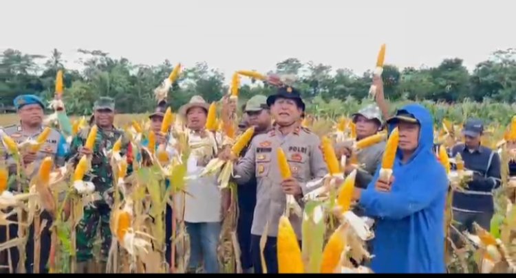 Koramil 0109/Munjul Hadiri Kegiatan Panen Jagung di Kampung Babakan Cilamis, Desa Sukasaba