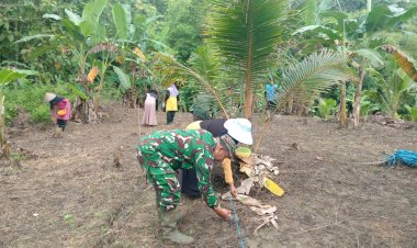 Babinsa Koramil 0113/Cibaliung Bersama Pemdes dan Poktan Laksanakan Penanaman Jagung Hibrida di Desa Sindangkerta