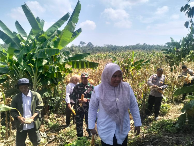 Panen Raya Jagung di Kecamatan Cadasari: Kolaborasi Babinsa dan Penyuluh Pertanian Wujudkan Penguatan Ketahanan Pangan