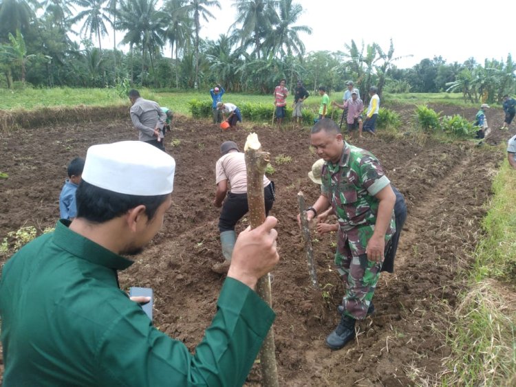Babinsa Koramil 0106/Menes Dukung Program Ketahanan Pangan melalui Penanaman Jagung di Desa Sindangkarya