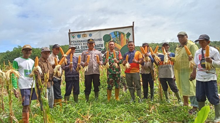 Sertu Hendi Babinsa Koramil 0109/Munjul Hadiri Kegiatan Panen Jagung di Desa Gunung Batu