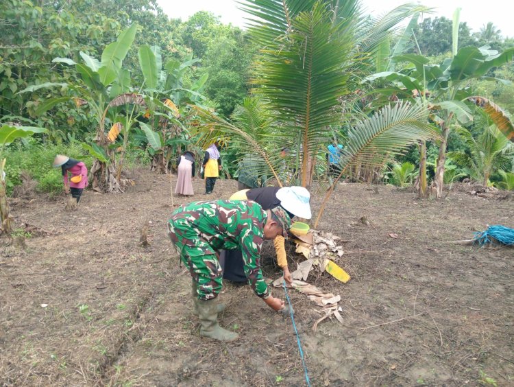 Babinsa Koramil 0113/Cibaliung Bersama Pemdes dan Poktan Laksanakan Penanaman Jagung Hibrida di Desa Sindangkerta