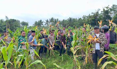 DANRAMIL 0109/MUNJUL HADIRI PANEN JAGUNG DI DESA SUMUR LABAN, WUJUD DUKUNGAN KETAHANAN PANGAN