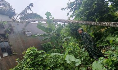 Angin Kencang Sebabkan Pohon Tumbang di Pagelaran, Koramil 0111/Pagelaran Bergerak Cepat