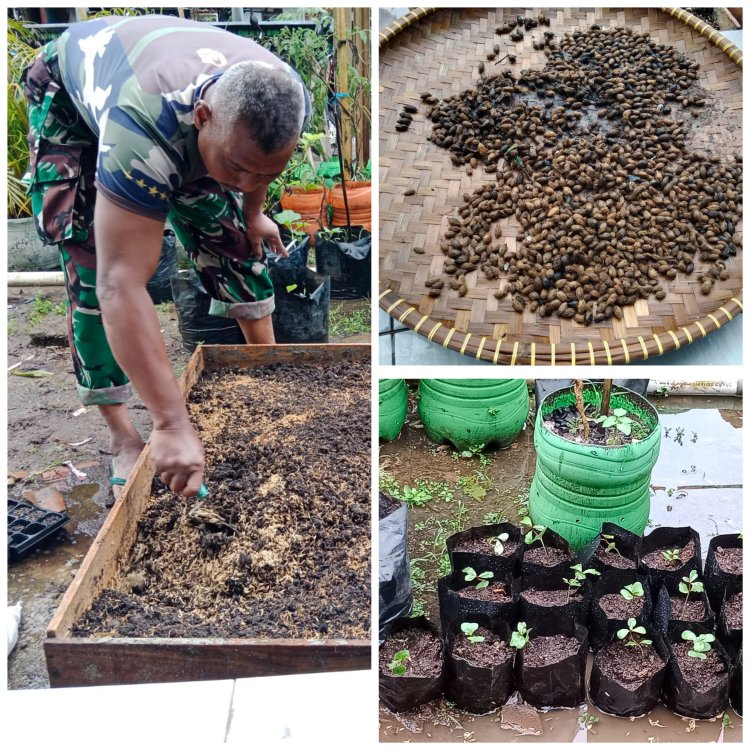 Babinsa Koramil 0105/Mandalawangi Laksanakan Penyemaian 400 Benih Pohon Ketapang Kencana Dukung Program Reboisasi