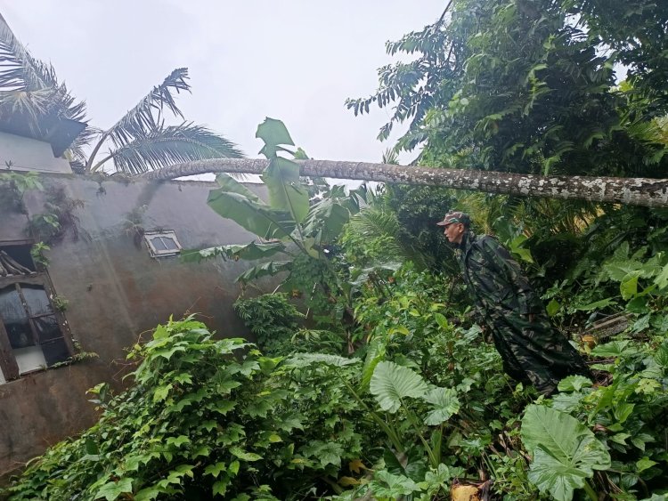 Angin Kencang Sebabkan Pohon Tumbang di Pagelaran, Koramil 0111/Pagelaran Bergerak Cepat