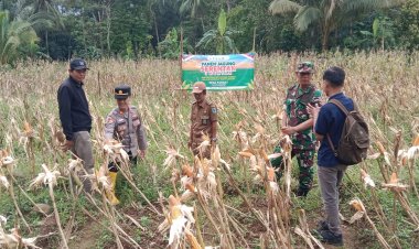 Pendampingan Panen Jagung dalam Rangka Ketahanan Pangan oleh Danramil 0105/Mandalawangi