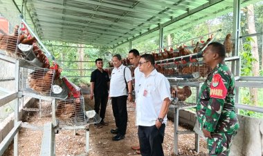 Babinsa Koramil 0102/Cadasari Dampingi Peninjauan Kandang Ayam Petelur Bumdes Desa Koroncong sebagai Upaya Penguatan Ketahanan Pangan