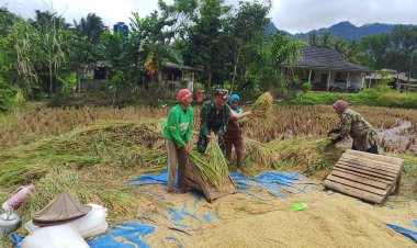 Sersan Agus Sadiyin Babinsa Koramil 0105/Mandalawangi Dampingi Petani Saat Panen Padi di Desa Pari
