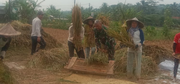 Serka Altaupik Babinsa Koramil 0105/Mandalawangi Laksanakan Pendampingan Ketapang Panen Padi di Desa Pandat