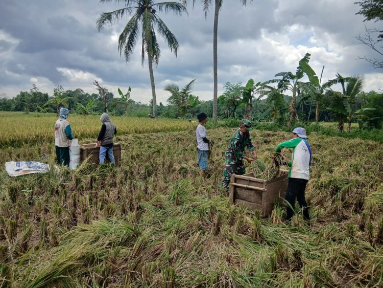 Babinsa Koramil 0104/Cimanuk Dampingi Petani Poktan Mukti Rahayu 5 dalam Kegiatan Panen Padi di Desa Gunungcupu