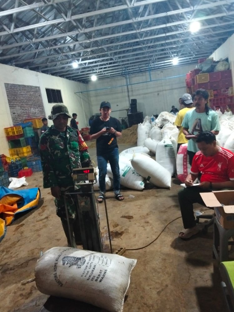 Pendampingan Penyerapan Gabah oleh Babinsa Koramil 0108/Bojong Bersama Tim Bulog Rangkasbitung