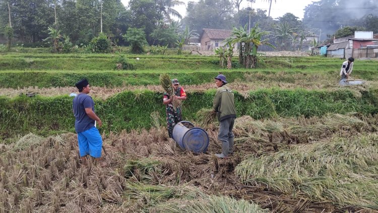 Babinsa Koramil 0102/Cadasari Dampingi Petani Panen Padi di Kp. Nyoreang