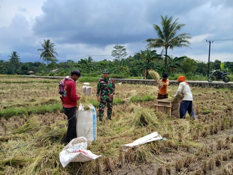 Serma Deden Wahyudin Babinsa Koramil 0104/Cimanuk Dampingi Petani Laksanakan Panen Padi sebagai Upaya Penguatan Ketahanan Pangan di Wilayah