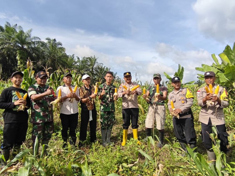 Kegiatan Panen Jagung Bumdes Rahayu Desa Cikeusik  Koramil 0116/Cikeusik – Kodim 0601/Pandeglang