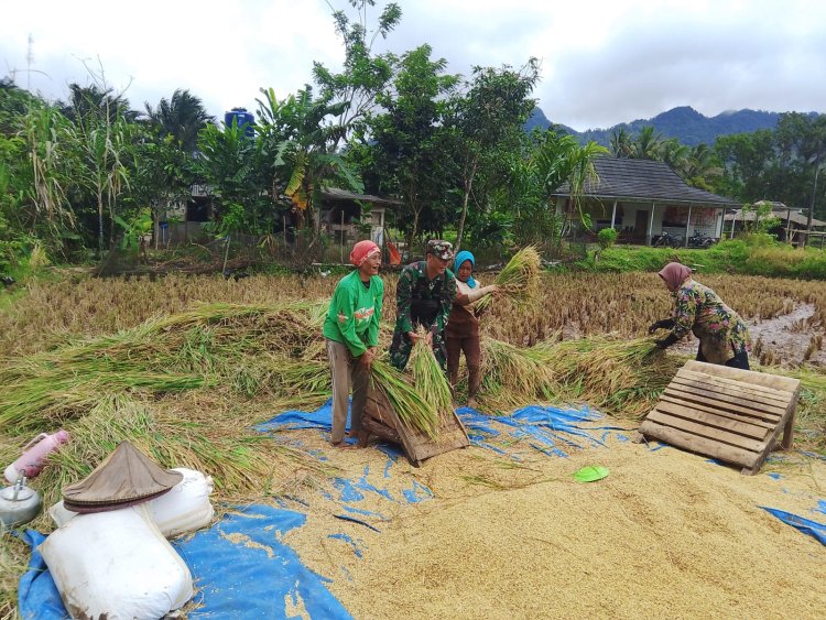 Sersan Agus Sadiyin Babinsa Koramil 0105/Mandalawangi Dampingi Petani Saat Panen Padi di Desa Pari