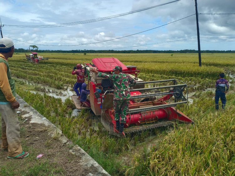 Serka Ade Rahmat Babinsa Koramil 0116/Cikeusik Dampingi Petani dalam Kegiatan Penyerapan Gabah di Kp. Pamatang