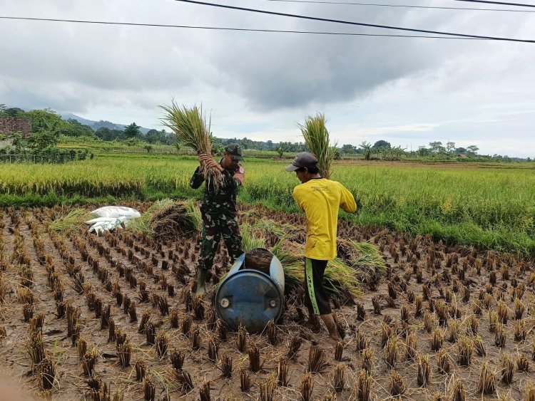 Sertu Dadan Sumpena Babinsa Koramil 0102/Cadasari Dampingi Petani Panen Padi di Kp. Cipatik, Setrajaya