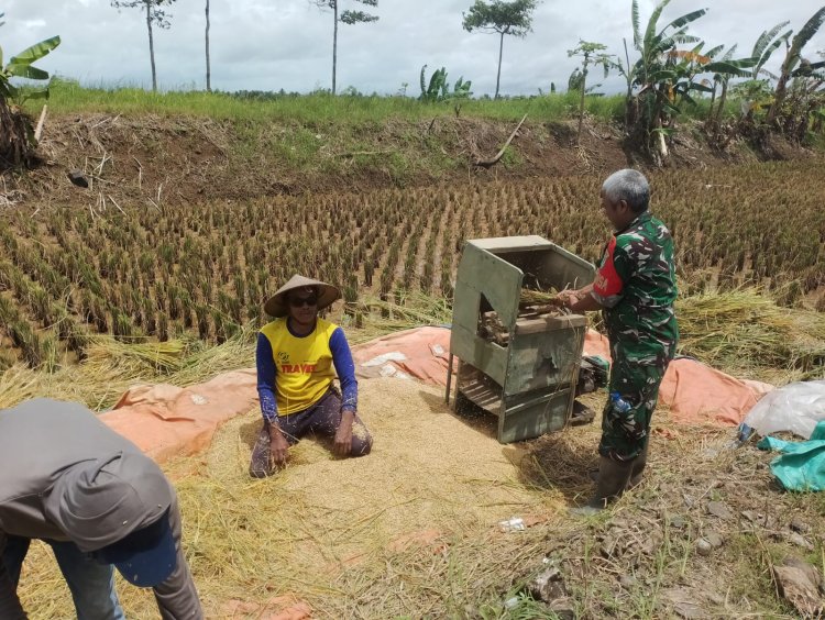 Serka Toro Babinsa Koramil 0117/Panimbang Laksanakan Monitoring Ketahanan Pangan di Desa Cibungur, Kecamatan Sukaresmi