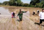 Danramil 0106/Menes Wakili Dandim 0601/Pandeglang Hadiri Program Percepatan Penanaman Padi dari Kementerian Pertanian di Desa Kubang Kondang