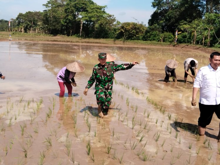 Danramil 0106/Menes Wakili Dandim 0601/Pandeglang Hadiri Program Percepatan Penanaman Padi dari Kementerian Pertanian di Desa Kubang Kondang
