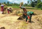 Babinsa Koramil 0105/Mandalawangi Laksanakan Pendampingan Hanpangan Panen Padi Bersama Poktan di Desa Kurungkambing