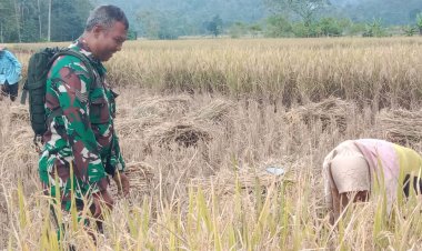 Serka Altaupik Babinsa Koramil 0105/Mandalawangi Laksanakan Monitoring dan Pendampingan Pertanian Bersama Kelompok Tani di Desa Sinarjaya