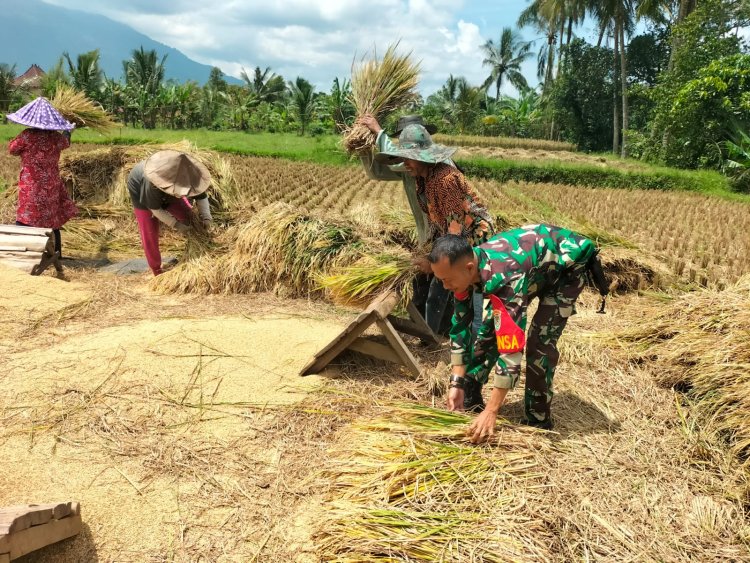Babinsa Koramil 0105/Mandalawangi Laksanakan Pendampingan Hanpangan Panen Padi Bersama Poktan di Desa Kurungkambing