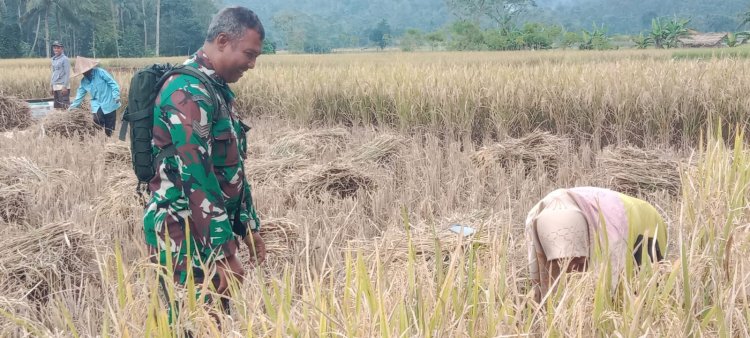 Serka Altaupik Babinsa Koramil 0105/Mandalawangi Laksanakan Monitoring dan Pendampingan Pertanian Bersama Kelompok Tani di Desa Sinarjaya